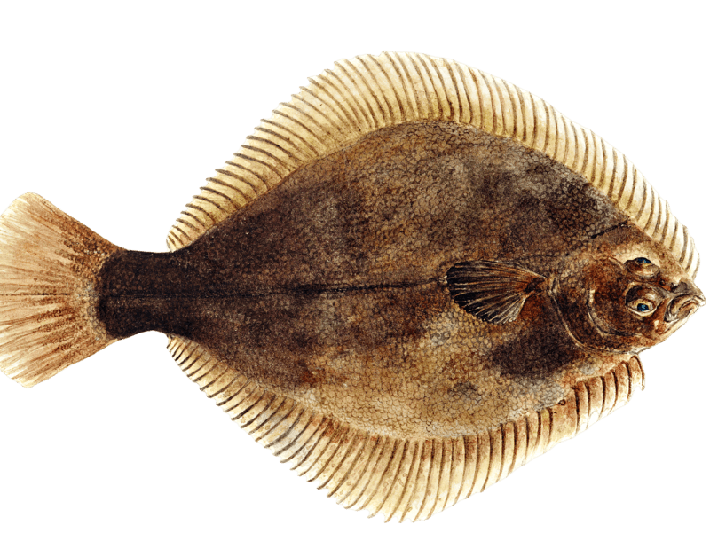 Greenback flounder