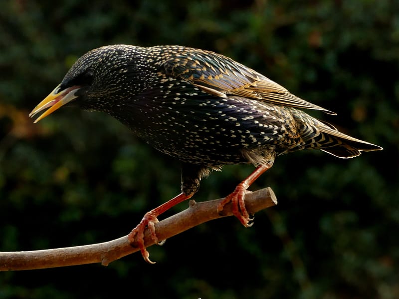 Starling perched on a tiny branch