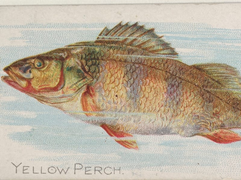 Illustration of Yellow Perch 