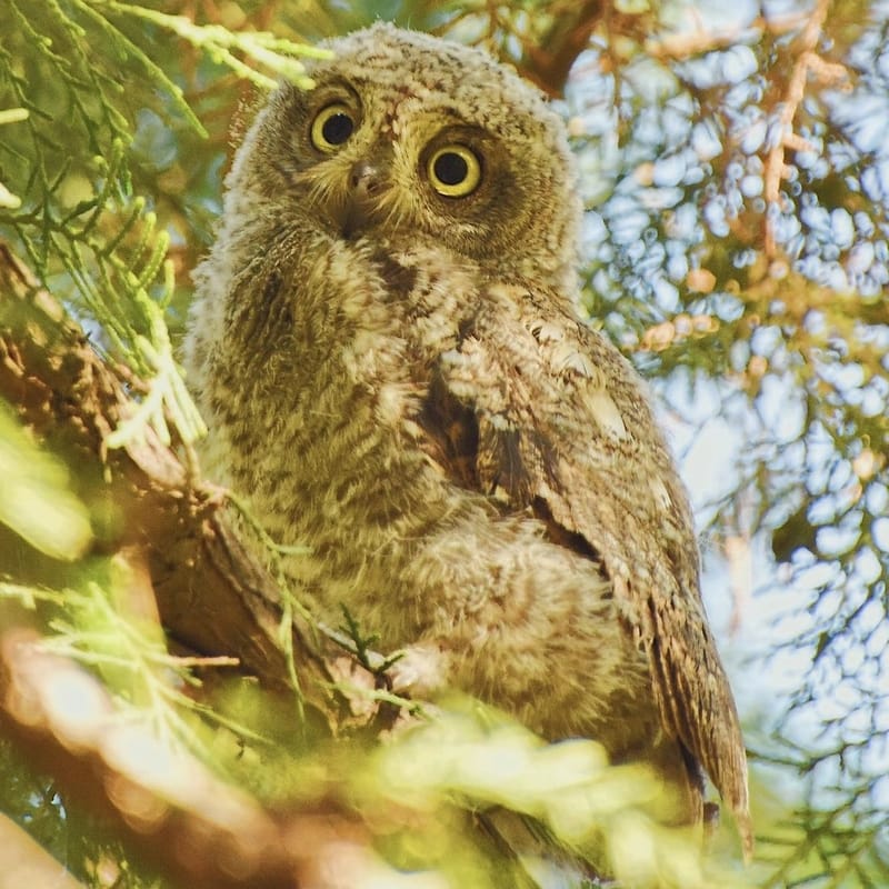 Oriental Scops Owl gaping