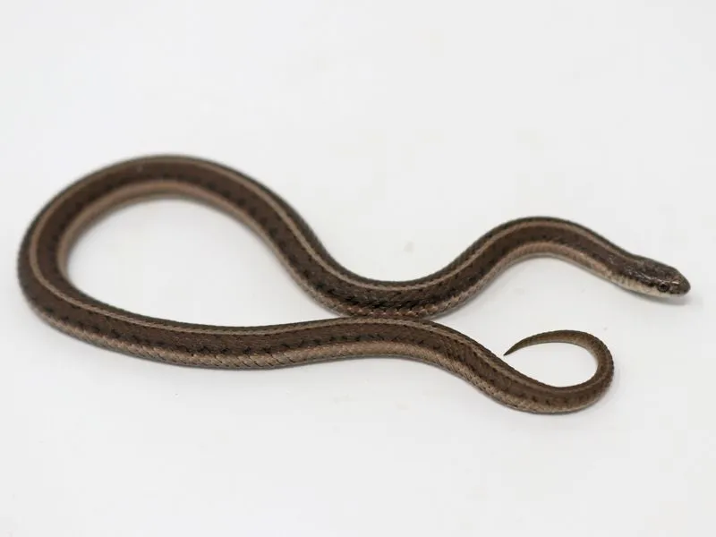 Tropidoclonion lineatum (lined snake)