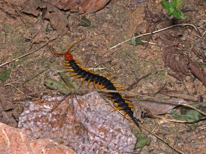 Giant Centipede 