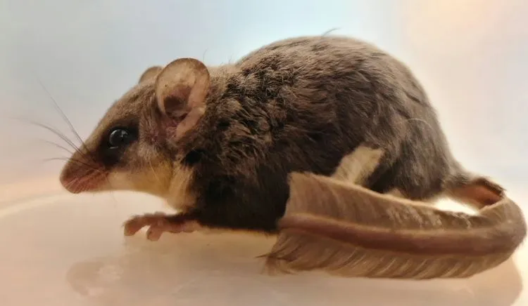 Close up of Feathertail Glider