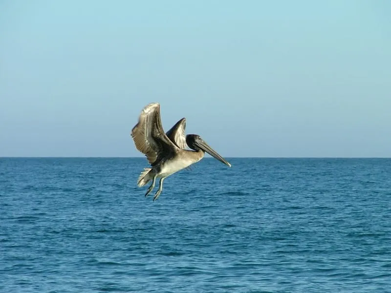  Pelican flying low on water