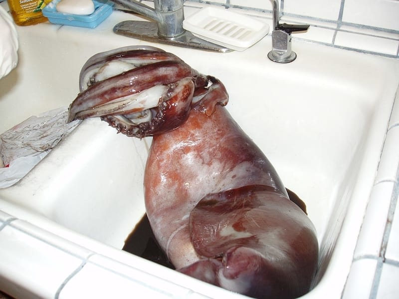 Humboldt Squid 
