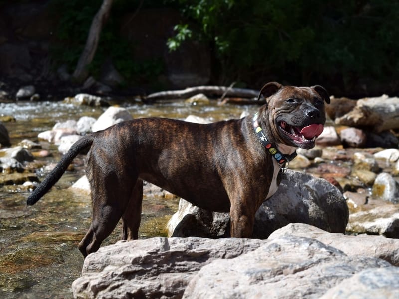 Staffordshire Bull Terrier in shallow river