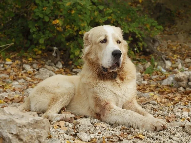 how many puppies can central asian shepherd dog give birth to