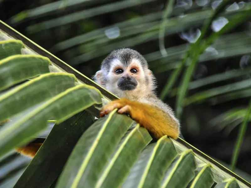 Squirrel Monkey hanging by a coconut leaf