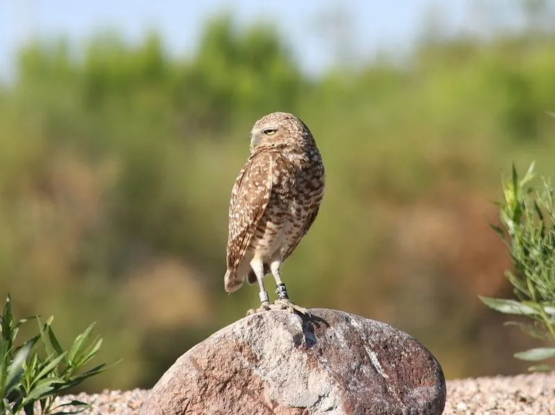 burrowing owl sitting on rock