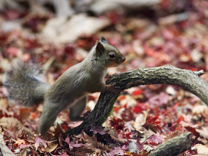 Japanese Squirrel