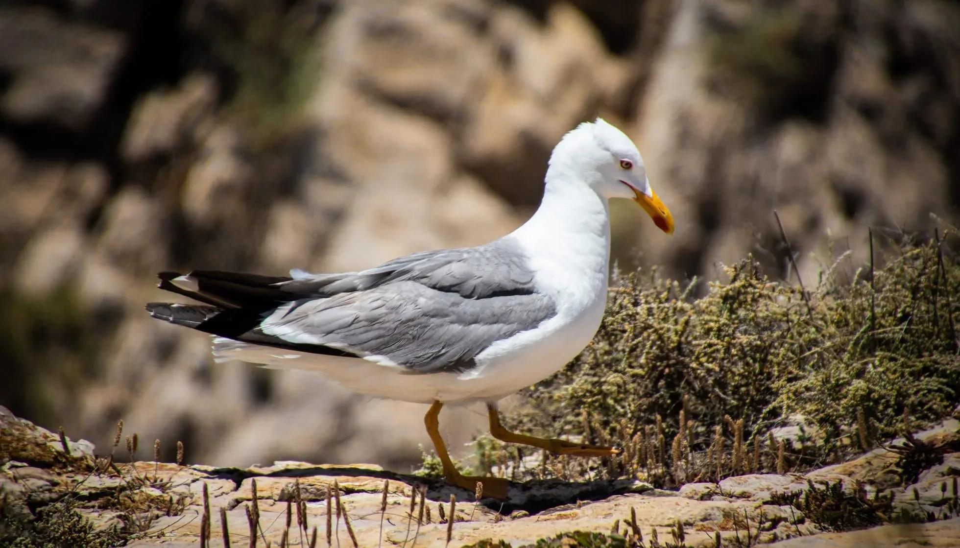 The Pacific Gull