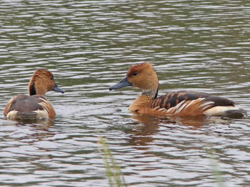 Fulvous Whistling Duck in water