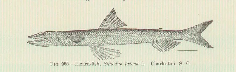 Illustration of Inshore Lizardfish