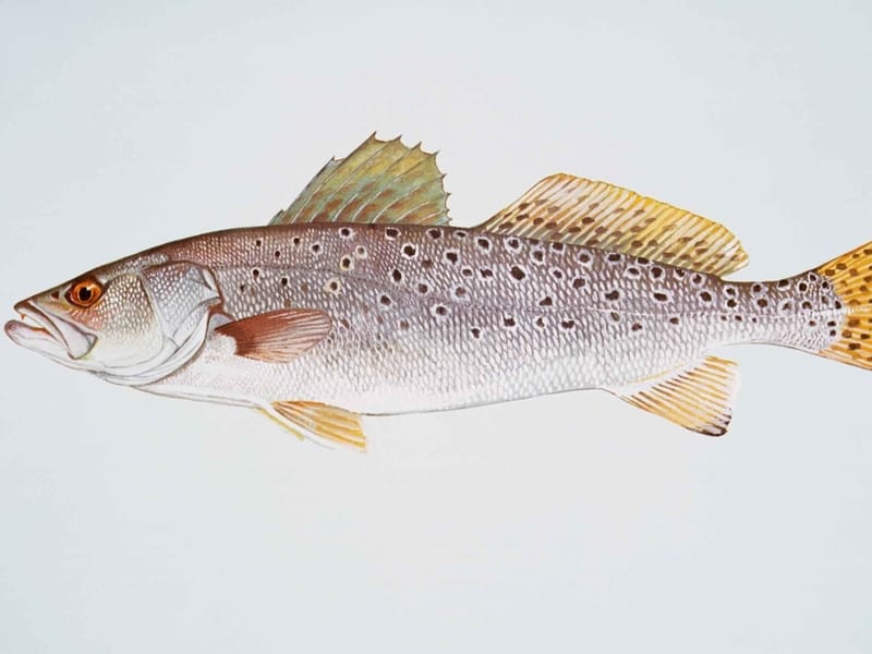 Illustration of Spotted Seatrout 