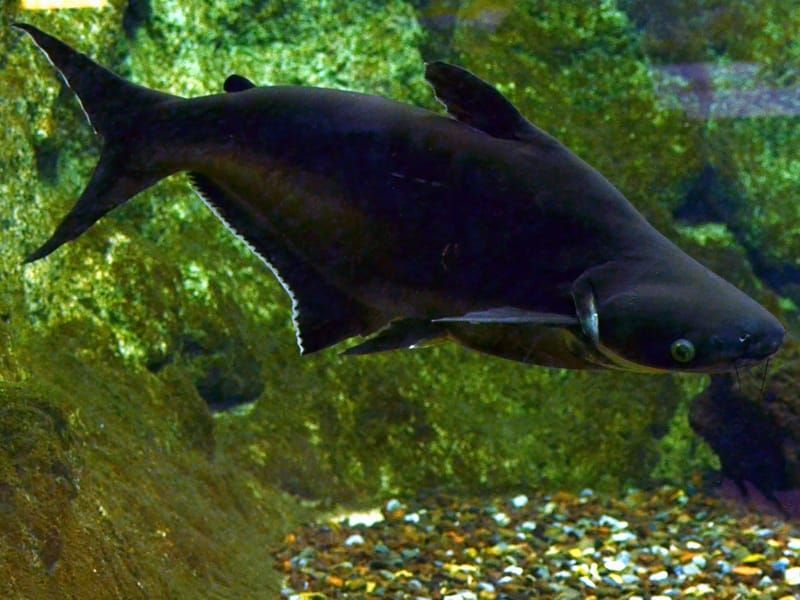 Pangasius fish in an aquarium