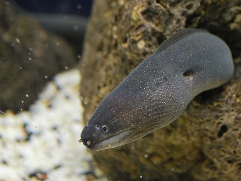 rubber eels 