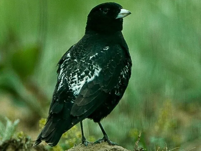 Black Lark Bird