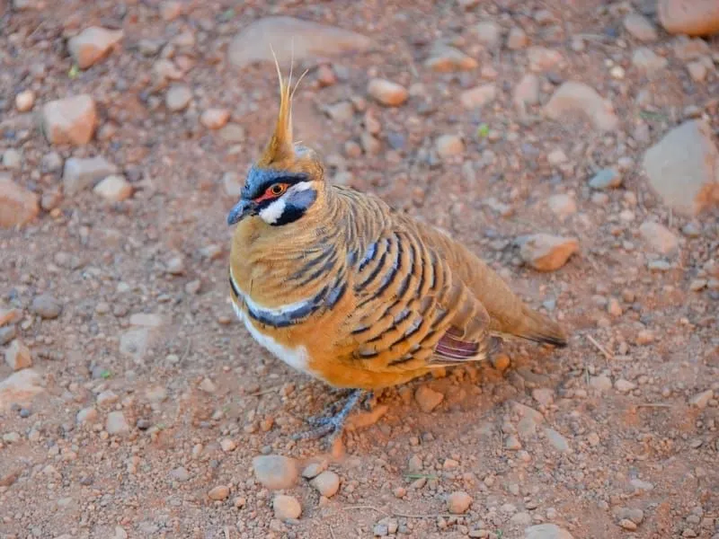Spinifex Pigeon 