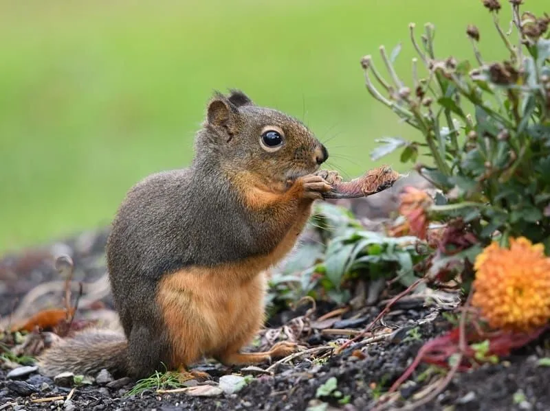 Douglas squirrels 