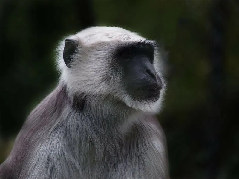 Close up of an Old World Monkey