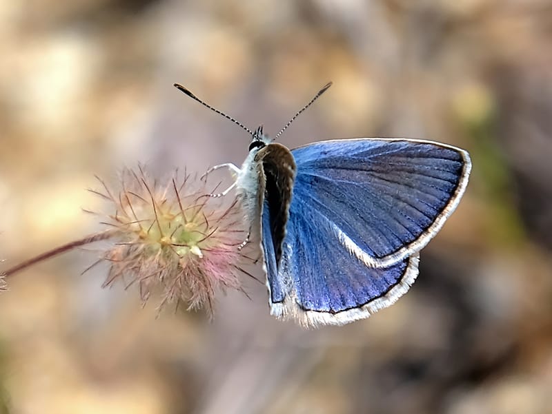 Palos Verdes Blue Butterfly on a flower