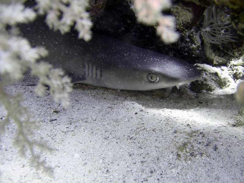 Whitetip Reef Shark hiding in corals