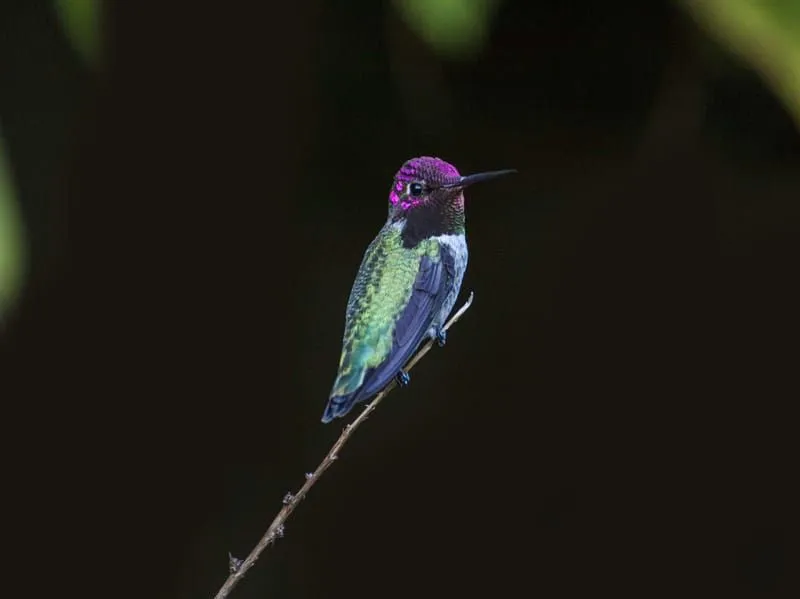 Emerald-Chinned Hummingbird 