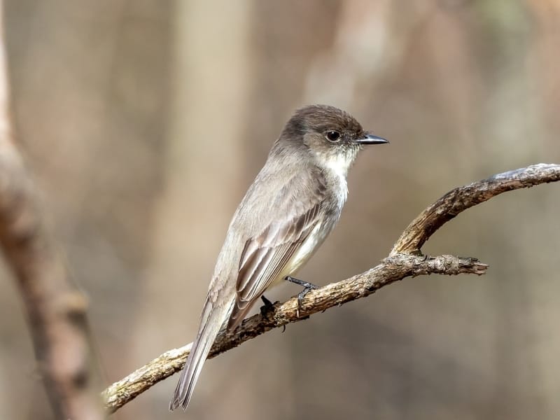 Eastern phoebes are insectivorous which means they only eat insects such as grasshoppers, flies, and wasps .