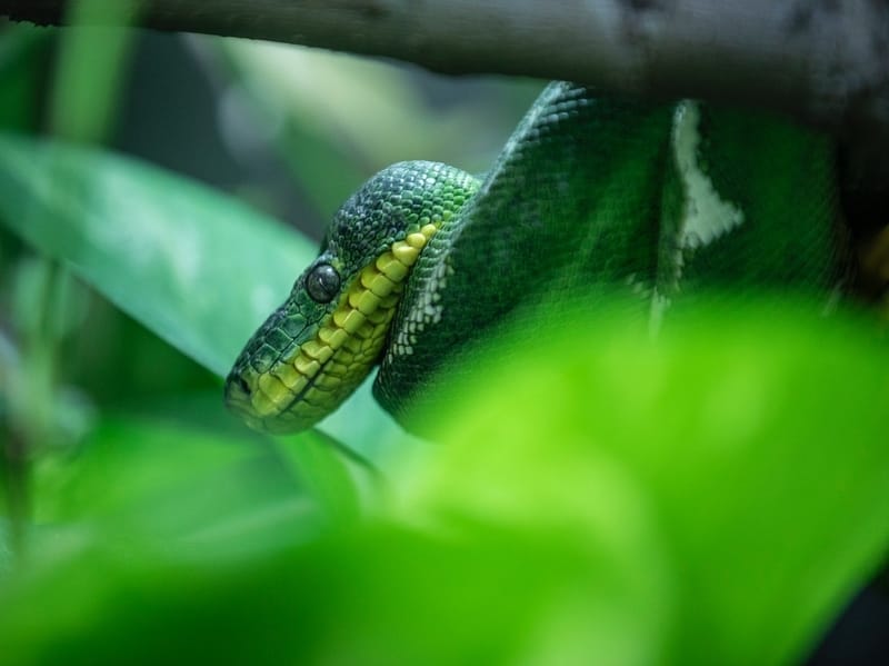 Florida Green Snake