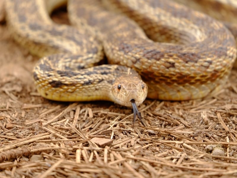 Gopher Snake 