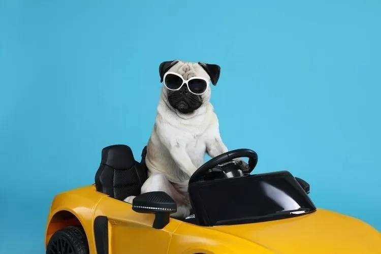 Badass pug riding a yellow car on blue background