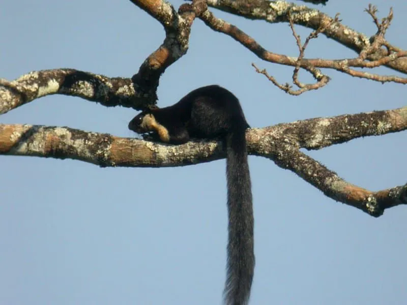 Black Giant Squirrel