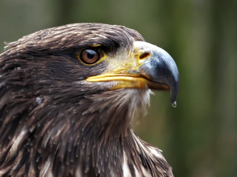  Steppe eagle (Aquila nipalensis)