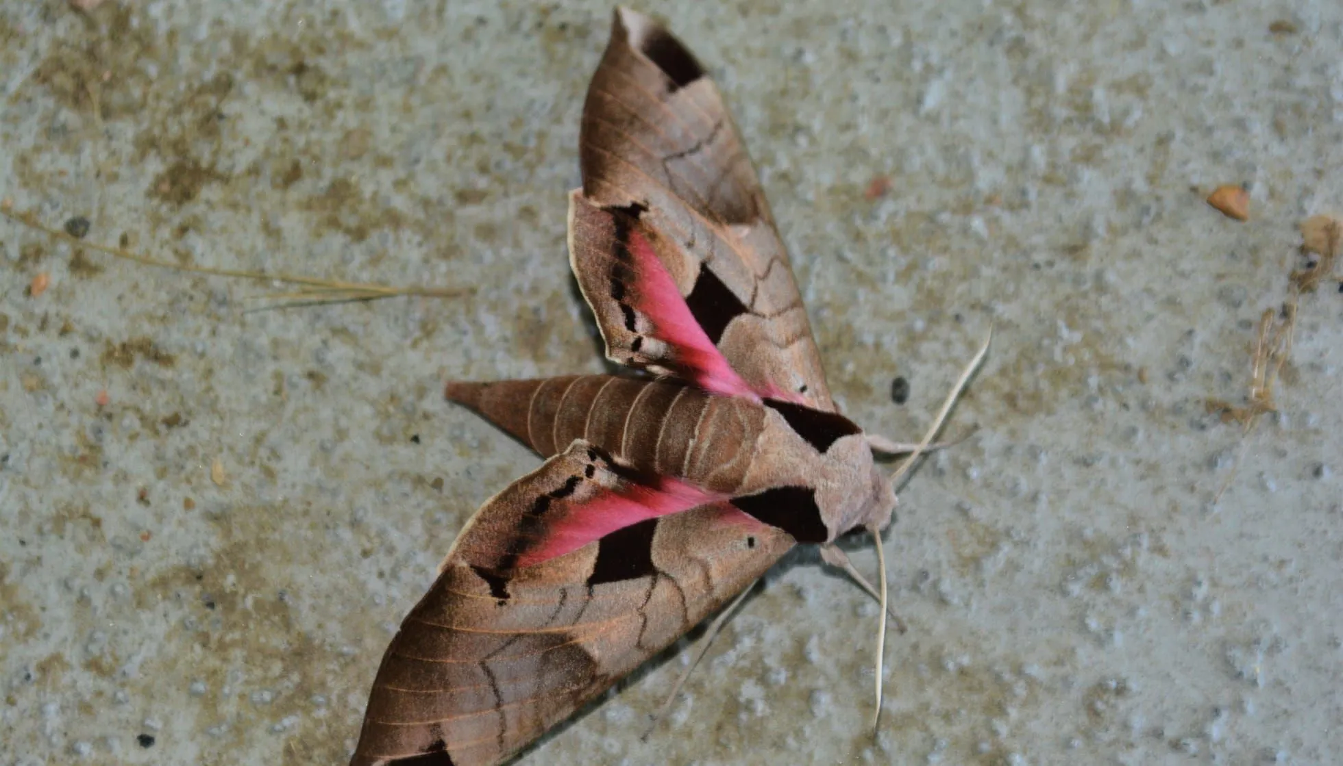 Achemon sphinx moth
