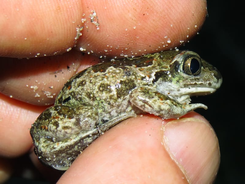 Person holding Spadefoot Toad (Pelobates fuscus)