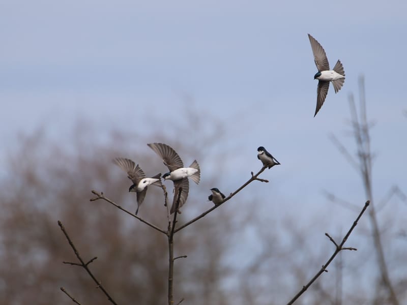Tree swallows perching and flying on a dead tree