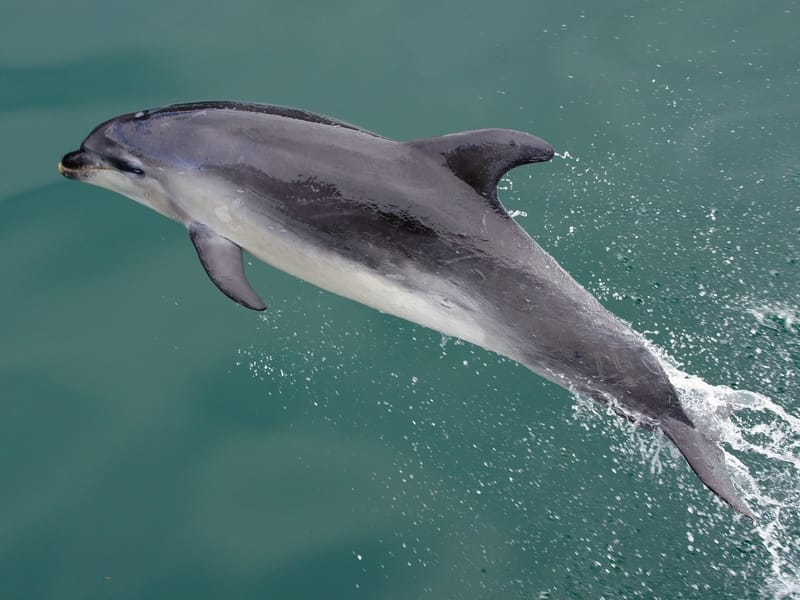 Dusky dolphin diving in water
