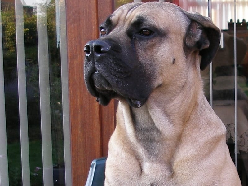 can cane corso jump fence