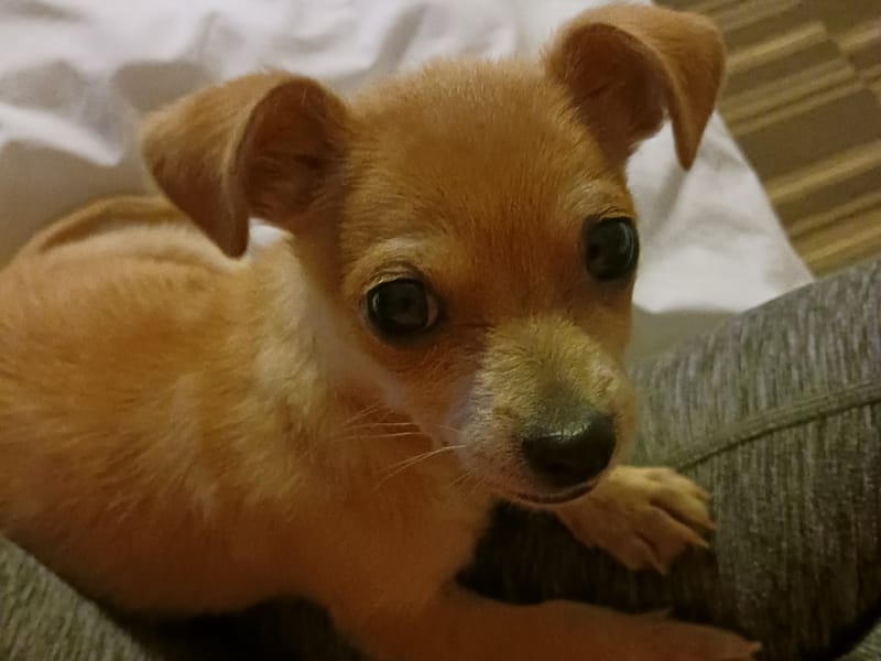 Chihuahua Lab Mix pup 