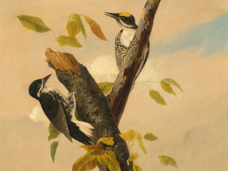 17 Amaze-wing Facts About The Black-Backed Woodpecker For Kids