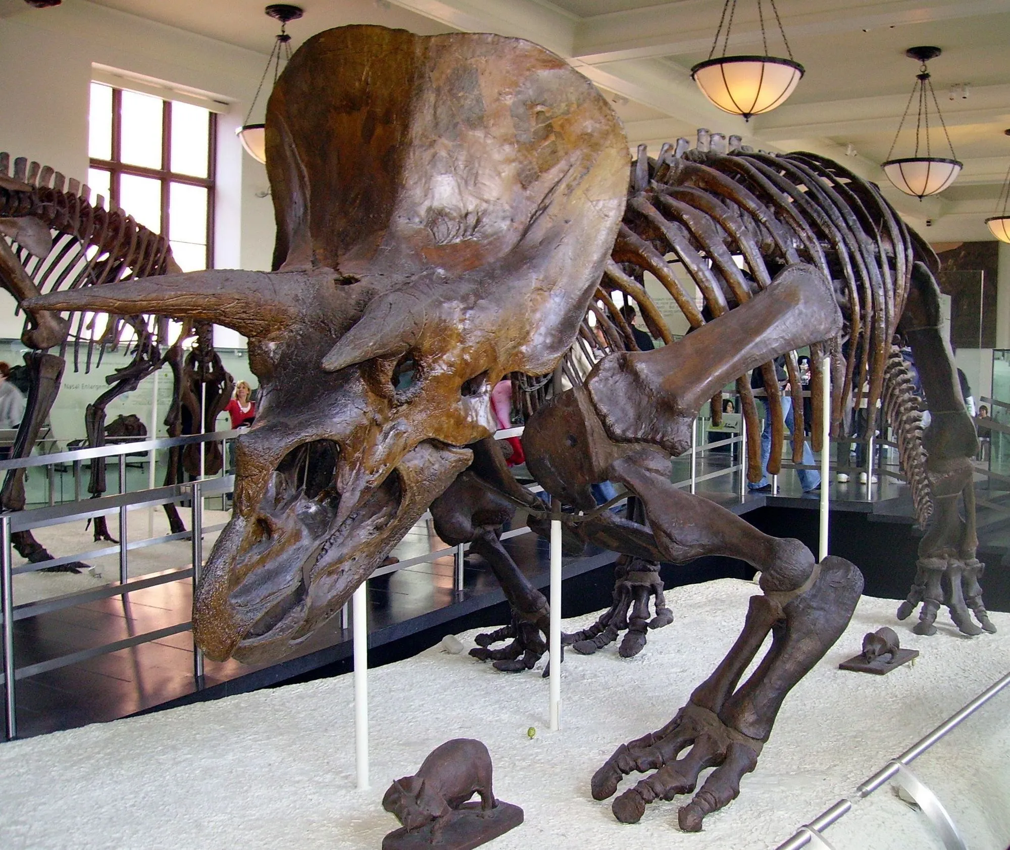 Keep reading for more interesting facts about Wendiceratops.