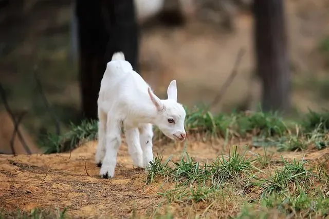 While giving food to pet goats, owners tend to wonder, what are baby goats called?