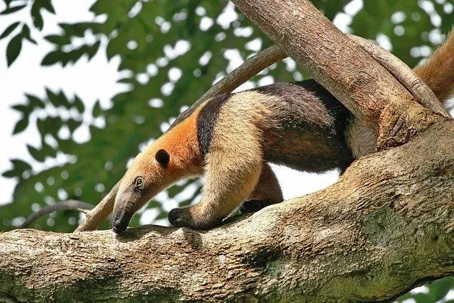 Most animal lovers wonder what do anteaters eat.