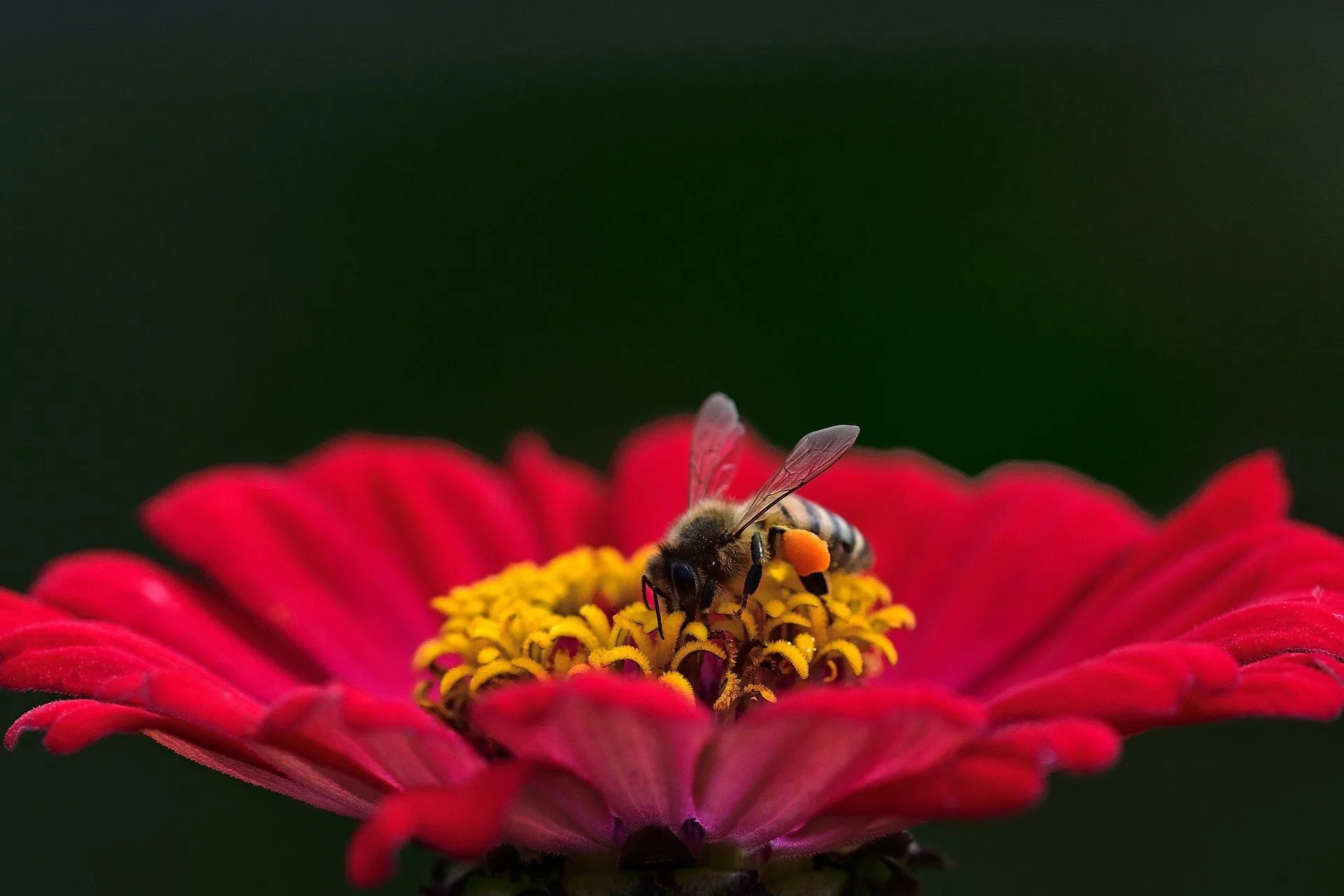 Honey bees have to collect nectar from 2 million flowers to make a pound of honey.