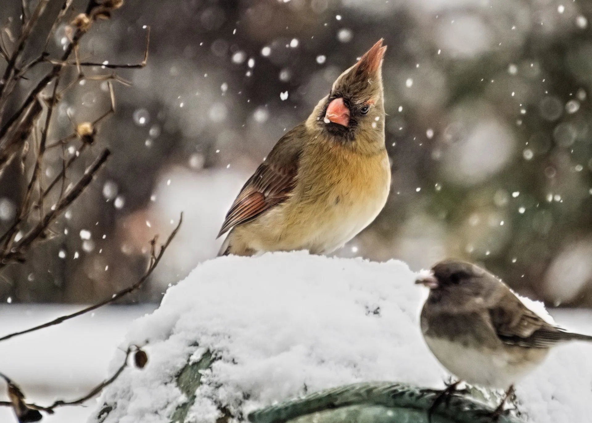 What Do Cardinals Eat? Studying Their Fascinating Foraging Behavior