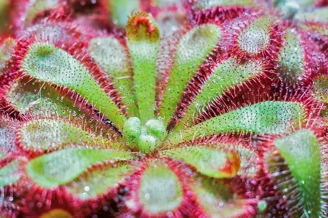 Science students always wish to understand what do carnivorous plants eat.