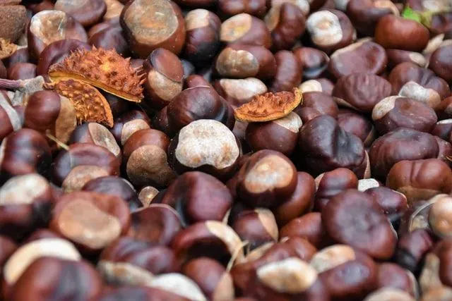 What do chestnuts taste like? Know it here!