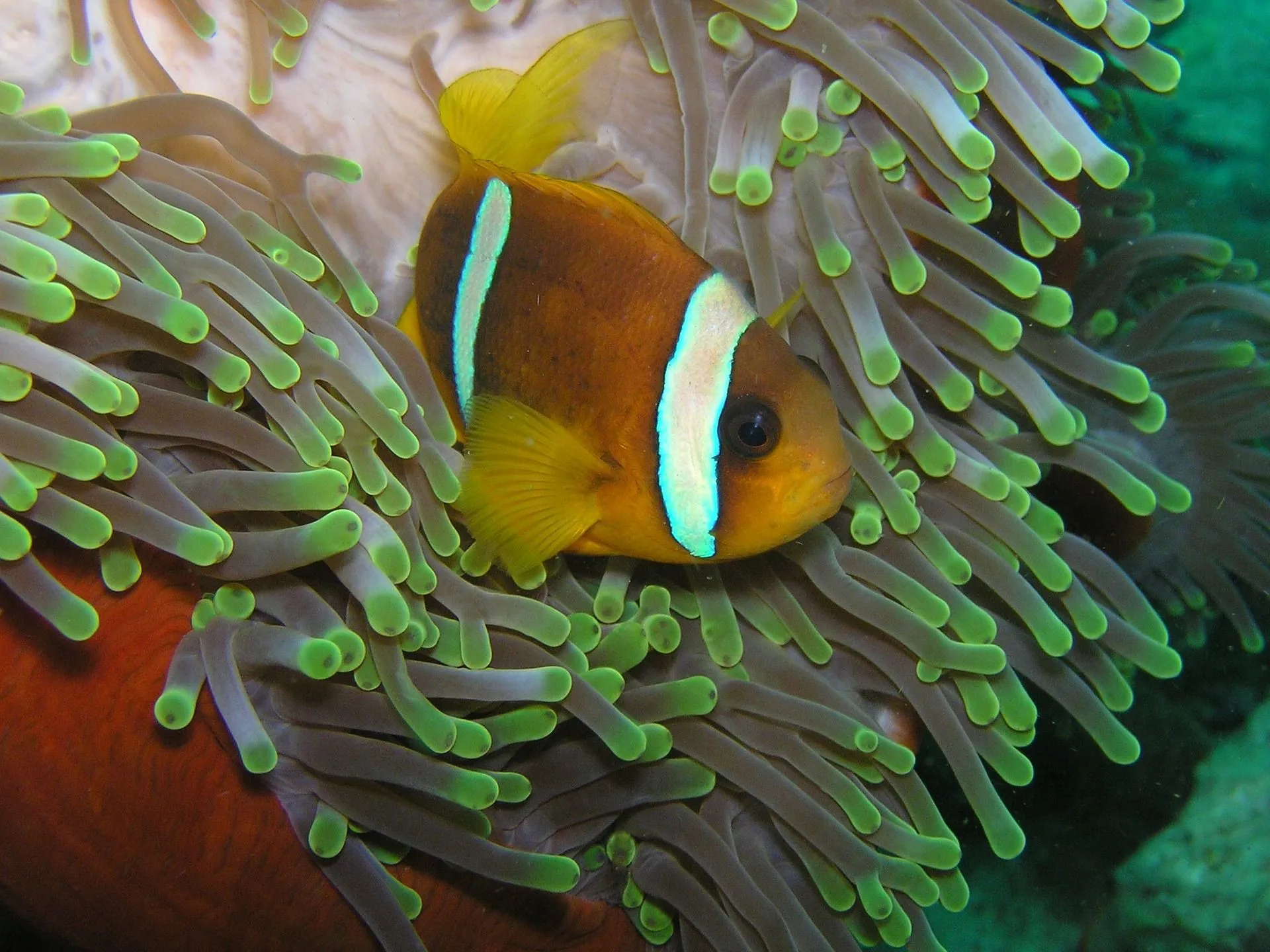 The diet of clownfish in aquarium features brine shrimp, phytoplankton, and fish.