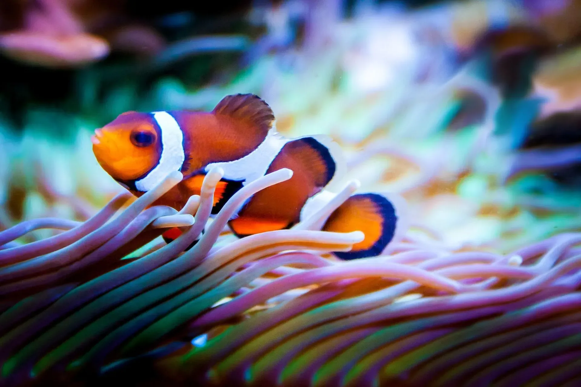 Before feeding your clownfish, you probably want to know what do clownfish eat?