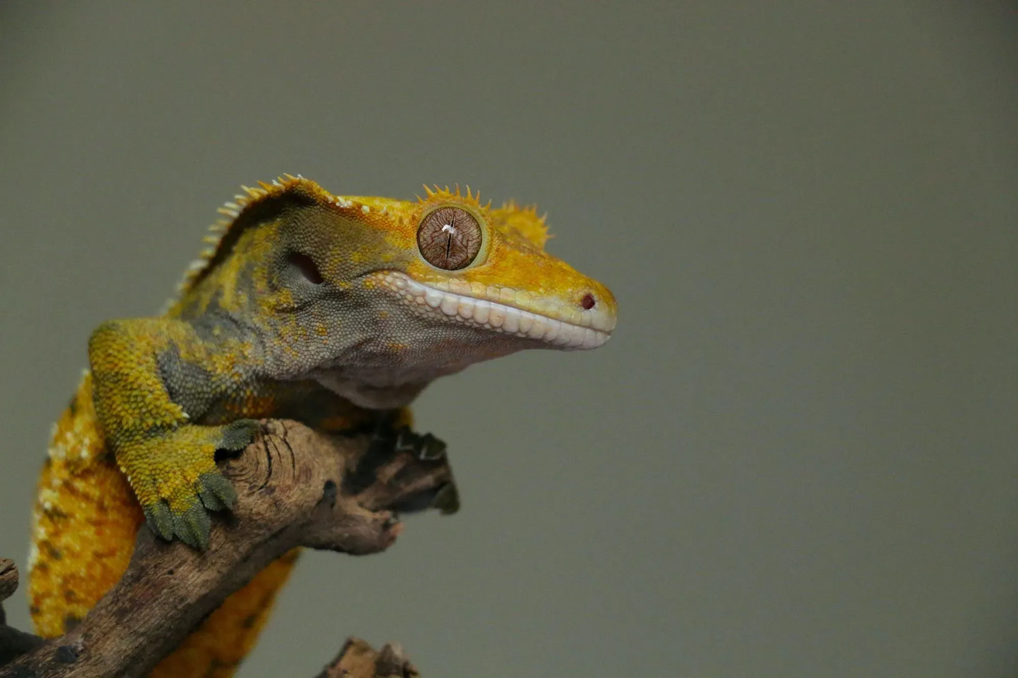 Have you ever wondered what do crested geckos eat or where they live?